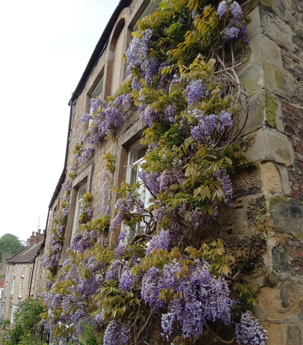 It still hadn't arrived his long awaited letter flowery words of love that she would cherish forever the marigold sun shone in blue iris skies & lilac wisteria bloomed around her door but her heart was torn such sorrow & pain despair that she'd never see him again #FromOneLine