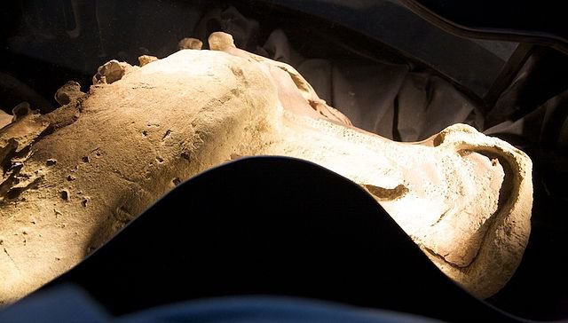 The head and neck of Leonardo, the Brachylophosaurus. This may not be a mummy in the technical sense of the word, but among dinosaurs, this is one of the premier “mummies” ever found…