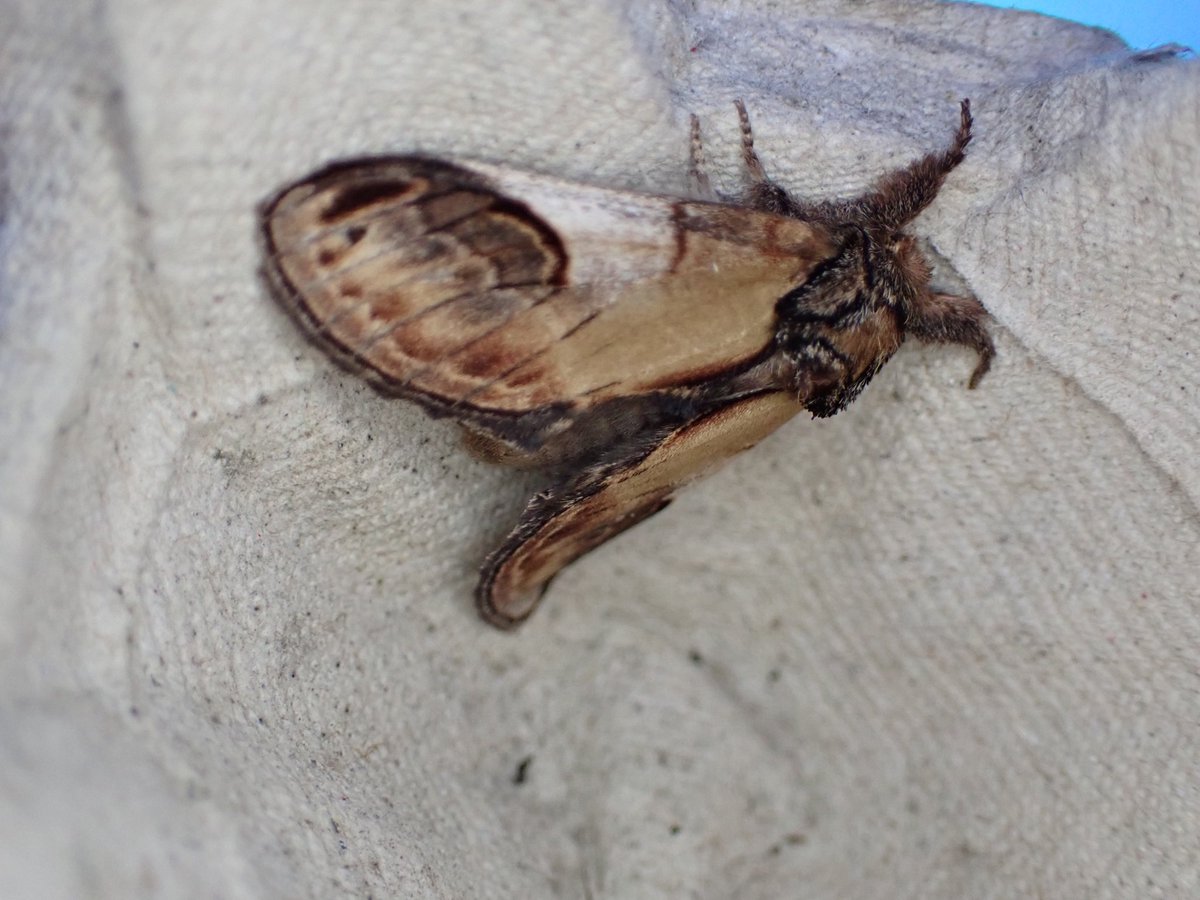 Just 16 species in my garden (VC29) this morning- Pale mottled willow, pebble prominent the pick