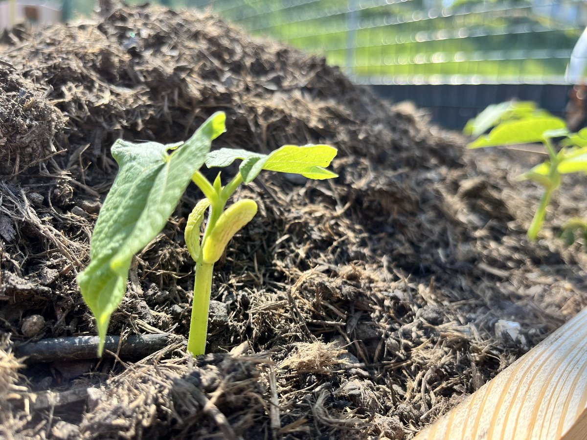 JonHaleBio's tweet photo. Look at the pair of cotyledons on these @CUCsoton #LablabLab https://t.co/tcbp0OUrks
