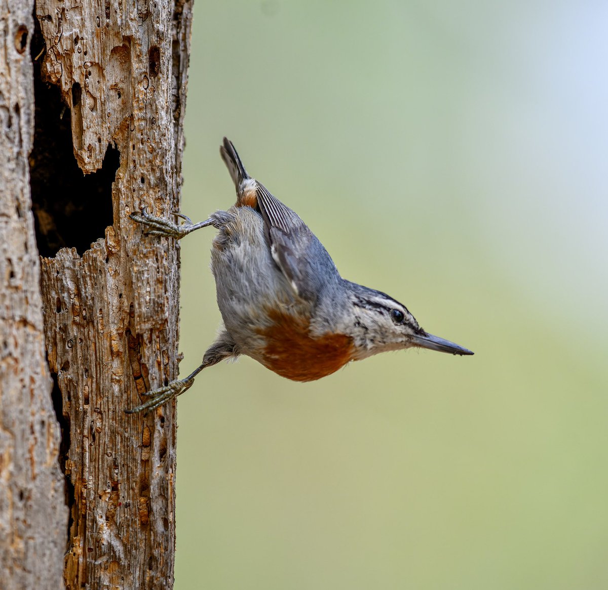 fre42898803's tweet photo. Krüpers Nuthatch @Wildlife_Photo #lesvos https://t.co/p9twBBcaLG