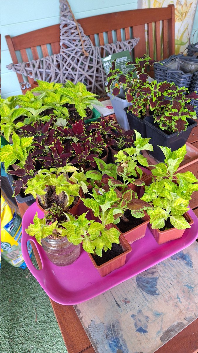 sianrobinson101's tweet image. I  can't get enough Coleus cuttings 💛💚♥️👌🥰🤣 #propagate 🪴