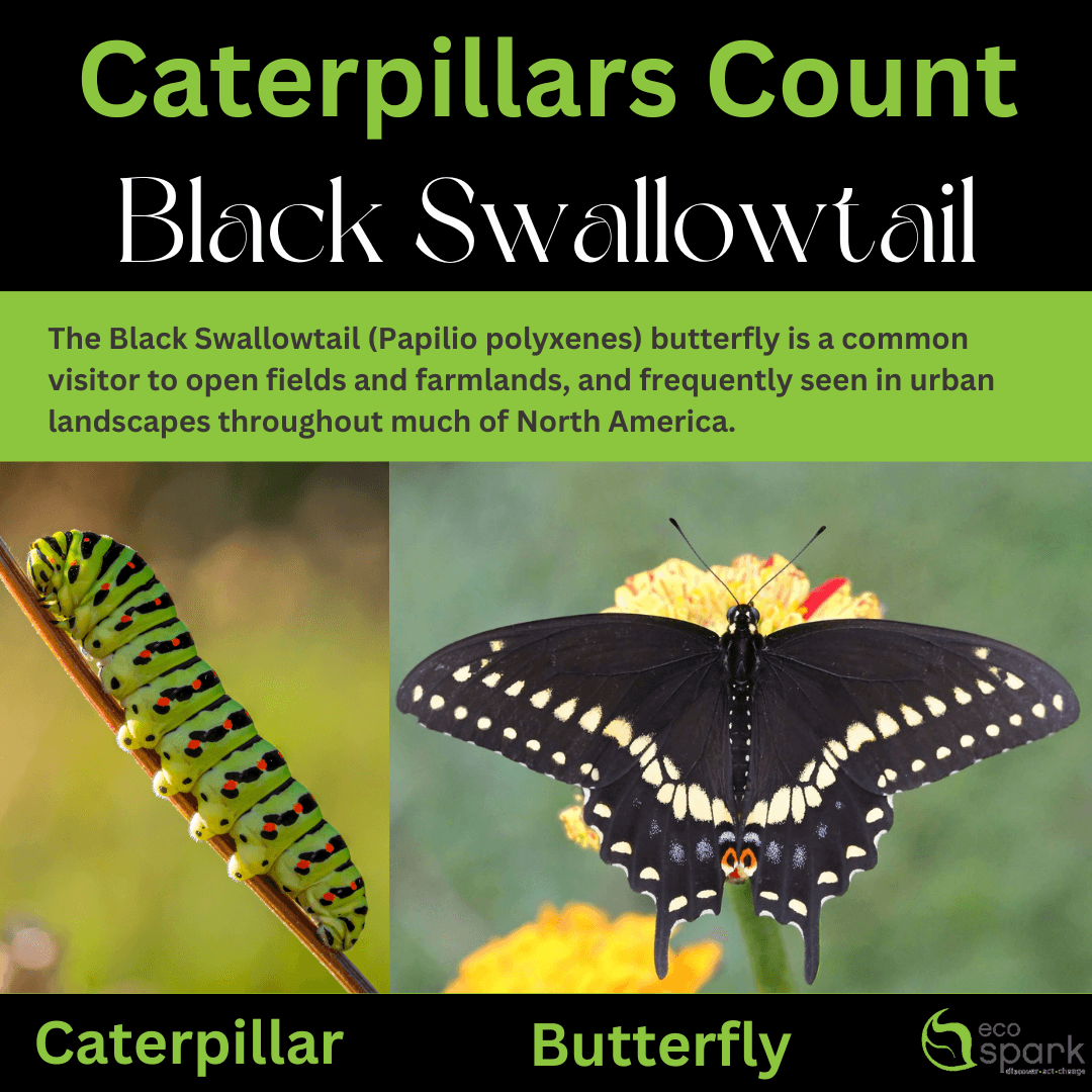 EcoSpark_Env's tweet photo. Register to be a part of this fun and exciting #CitizenScienceProject 🤩 #Caterpillars Count uses data collected by volunteers like you to measure the abundance of amazing #arthropods like caterpillars, beetles, and spiders! 🐛 Check out our website to learn how. 🌳#Biodiversity https://t.co/VysDHIlZWc