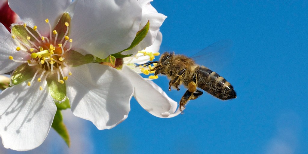 NASS categorizes bees and honey as part of Livestock. Three surveys and reports - Honey, Honey Bee Colonies, and Cost of Pollination - make up the survey program. nass.usda.gov/go/bees #WorldBeeDay #AgStats #DYK