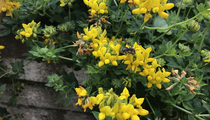 teagasc's tweet photo. As today, May 20, marks #WorldBeeDay, Saorla Kavanagh, @TeagascEnviron Research Officer, tells us there are over 20,000 bee species worldwide and 102 of these are native to Ireland. She also outlines five key actions to consider if you want to help bees. https://t.co/6pe2B8reRK https://t.co/S235z9ZiXo