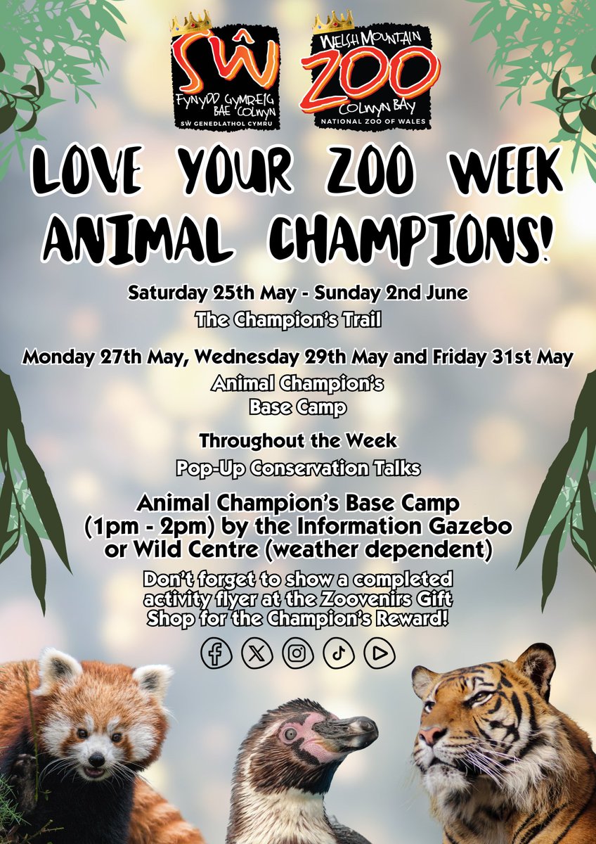 Only 5 days left until May Half Term! With free activity leaflets available on entry you too can become an Animal Champion 🌿👑🌿 #SupportingConservation #WelshMountainZoo #NationalZooOfWales #KeeperPics #Eryri360 #NorthWales