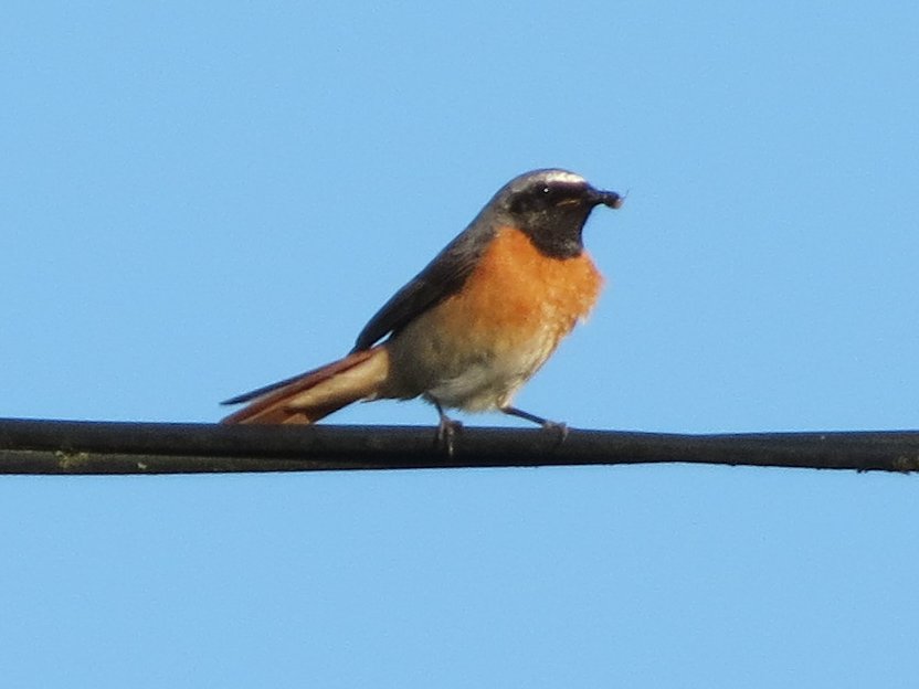 Had lunch with the garden Redstart. Sandwich for me, a fly for him.