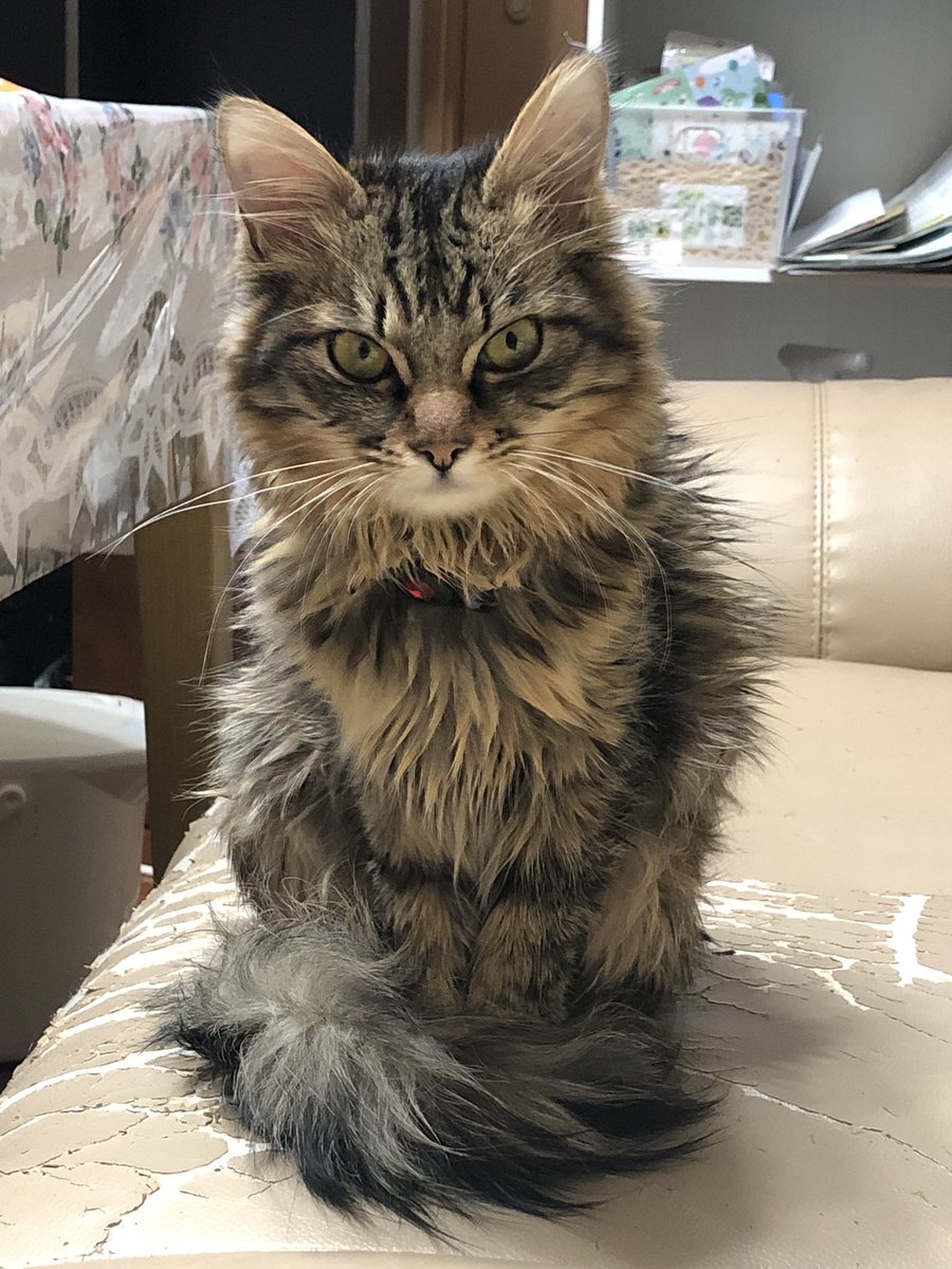 enpitv's tweet photo. 先日のお譲り頂いた猫さんについて、
関係者に相談し、話を進めるため
ポストは削除させて頂きました。

猫は５月上旬の衰弱状態から2週間ほどで応急処置バンドがとれて、腸内環境を薬品と特別療法食で整えて元気になりつつあります。
異食があるのですが、栄養状態を良くすれば治っていくみたいです🙏 https://t.co/2U8O7ZTMP8