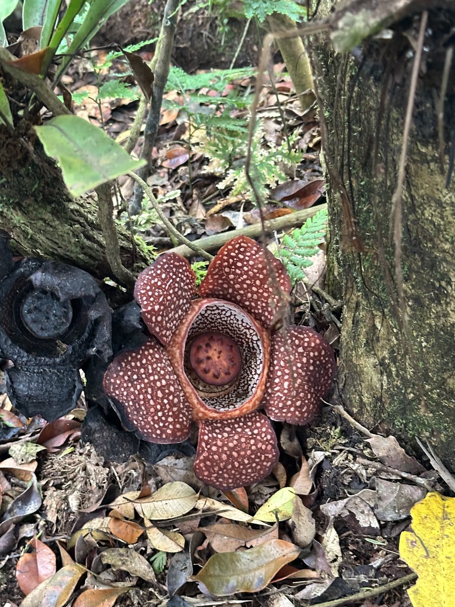 Insectsio's tweet image. thesis defensed! taking a breather from academic burnout, but super hyped to get back to making&apos; art! Wishin&apos; you all the best! 

p.s. check out this giant (not-so-stinky) Rafflesia flower