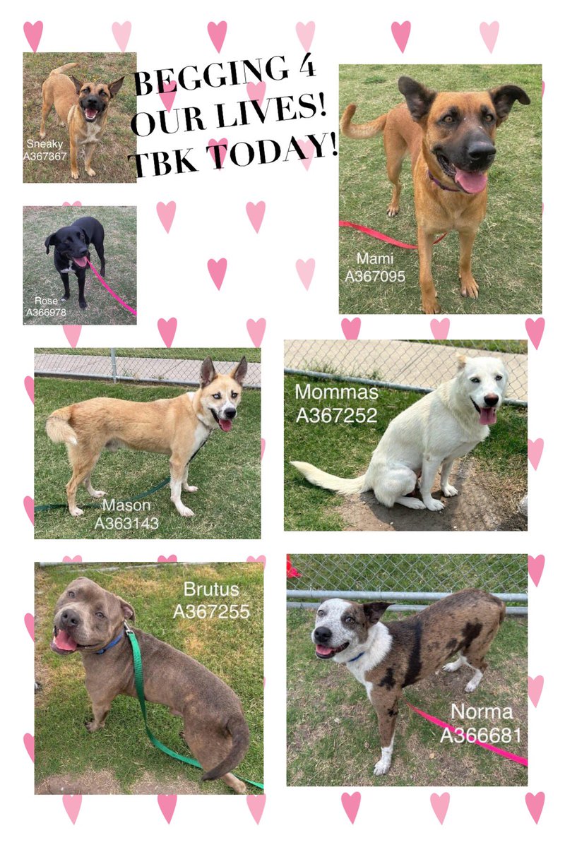 🆘LAST MINUTE‼️
Magnificent 7 listed 4 death TODAY @ Corpus Christi ACS KILL SHELTER
SNEAKY #A367367
ROSE #A366978
MAMI #A367095
MASON #A363143
MOMMAS #A367252
BRUTUS #A367255
NORMA #A366681
NONE should die‼️
Contact CCACS & save them! 361-8264630
ccacsrescues@cctexas.com