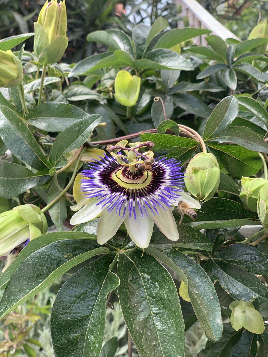 Passiflora (Çarkıfelek) kadar ince işlenmiş bir çiçek daha var mıdır?