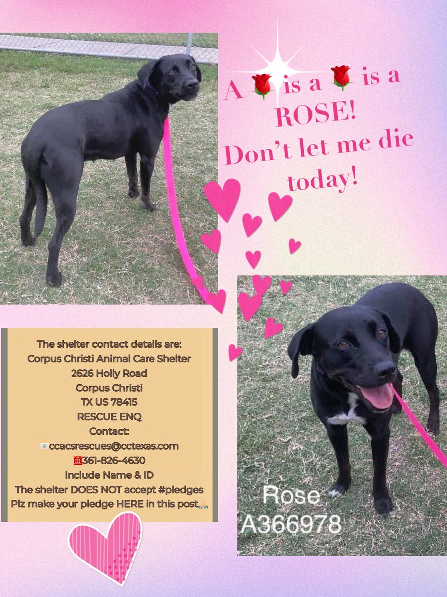 🆘LAST CALL 4 ROSE #A366978 listed 2 be killed TODAY by Corpus Christi ACS‼️
Another 1 yr old pup the KILL SHELTER plan 2 get rid of!
Unbelievable‼️ She’s an anxious Labrador beauty who just needs the security of a ❤️🏡‼️
Tag 4 #RESCUE #FOSTER #ADOPT
CONTACT CCACS NOW 2 SAVE!🙏