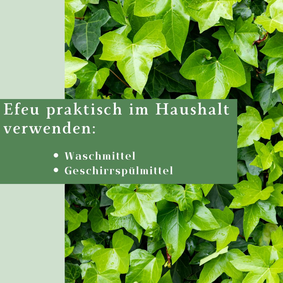 gartenbambus fargesia murielae jumbo Gartenbambus 'Jumbo' kaufen main image 0