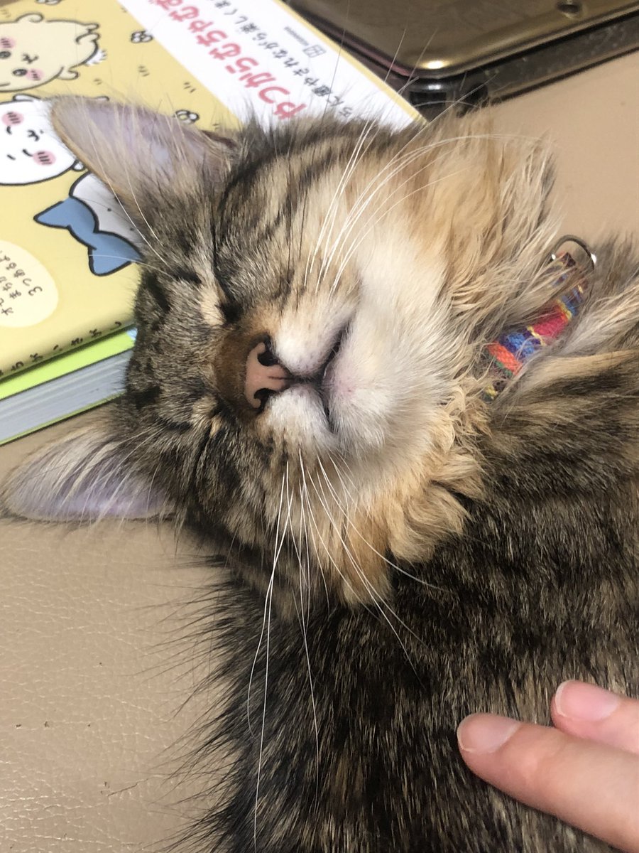 enpitv's tweet photo. トラちゃんです。
やっと安心して寝れるようになりました。
幸せになっておくれ！！！ https://t.co/4wa5qzU383