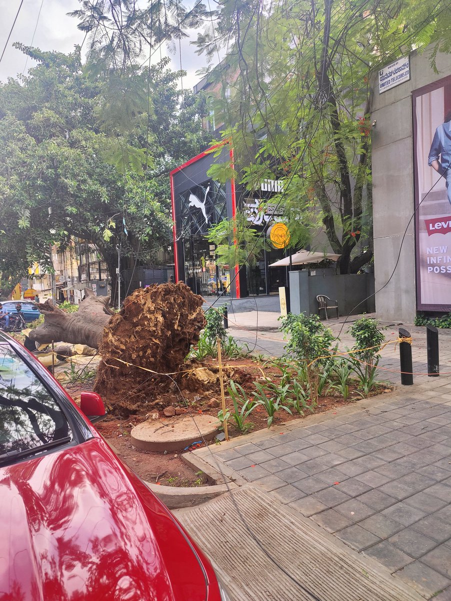 tree uprooted in front of Levi's at 100ft Road, Indiranagar