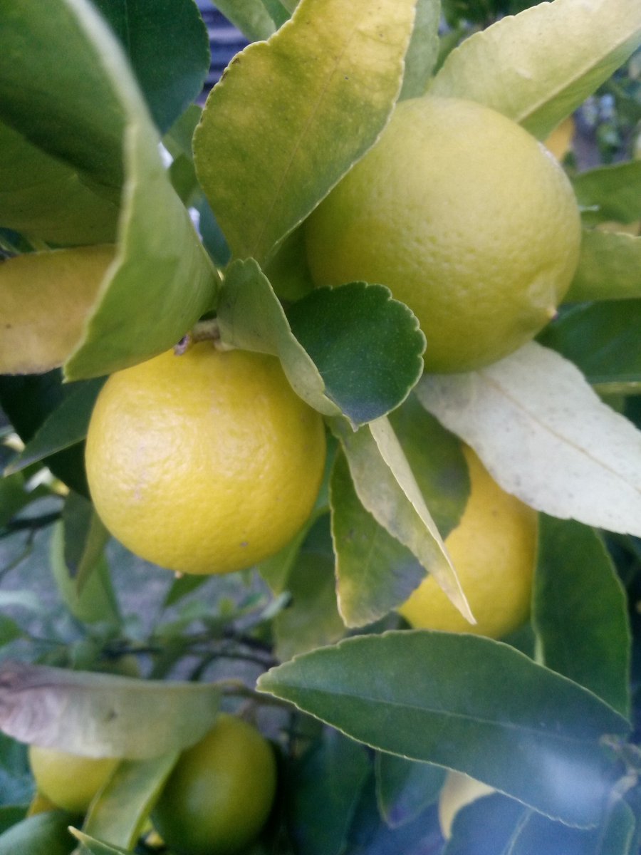 Lemon tree very pretty.