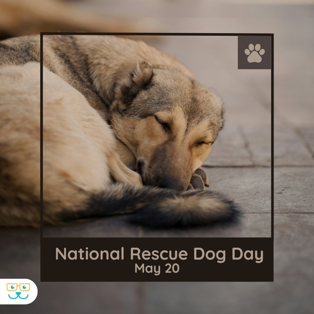 Let's honor the resilience and unconditional love of rescue dogs. 🐶💕 Consider opening your heart and home to a rescue pup. Every adoption or foster gives them a chance at a brighter future! #vieravet #RescueDog #SecondChances