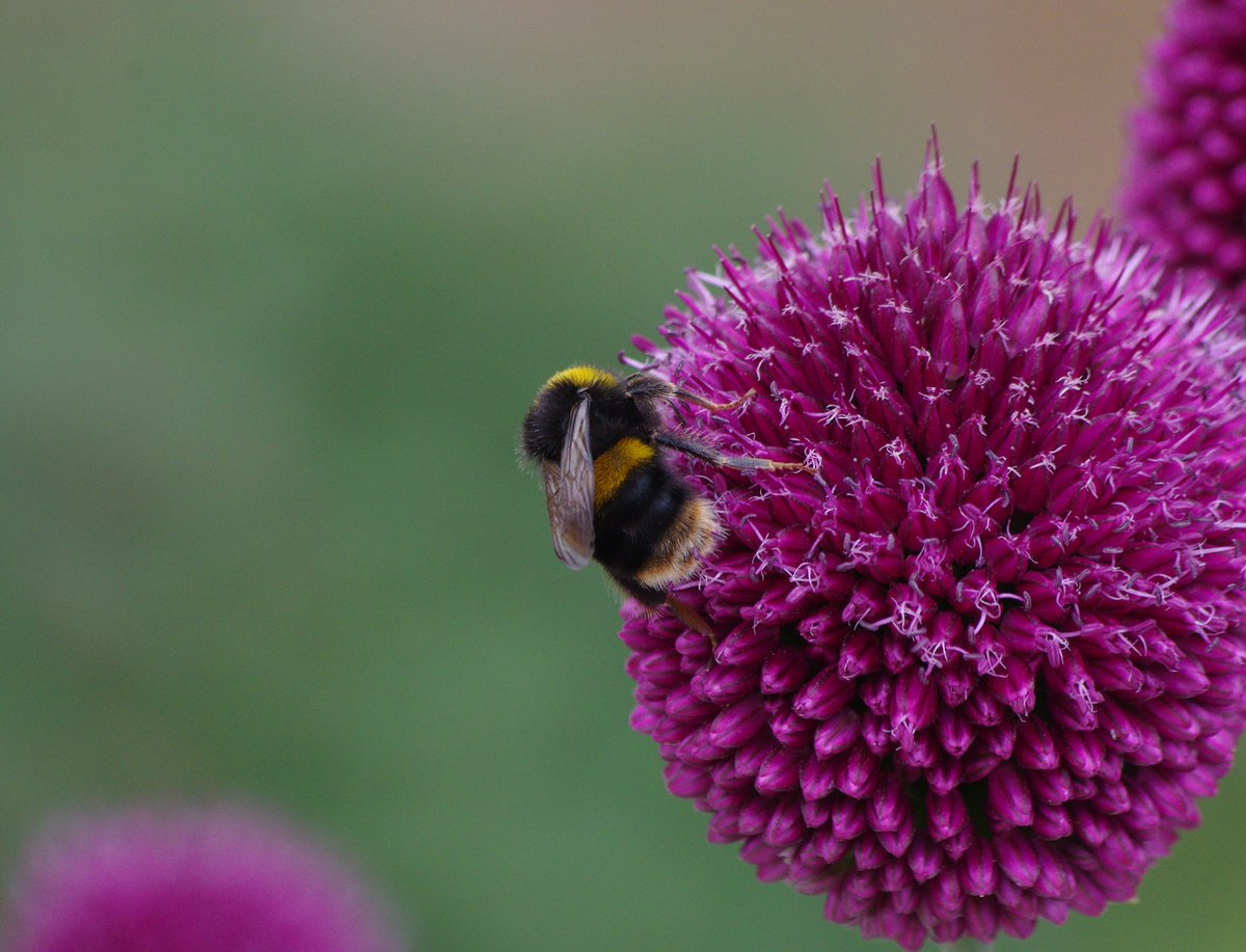 Happy World Bee day! 🐝Bees and other pollinating insects play a vital role in our environment and it's crucial we understand how they're changing To find out how you can help monitor the health of our pollinators through @PoMScheme, visit bit.ly/3K7uU5V