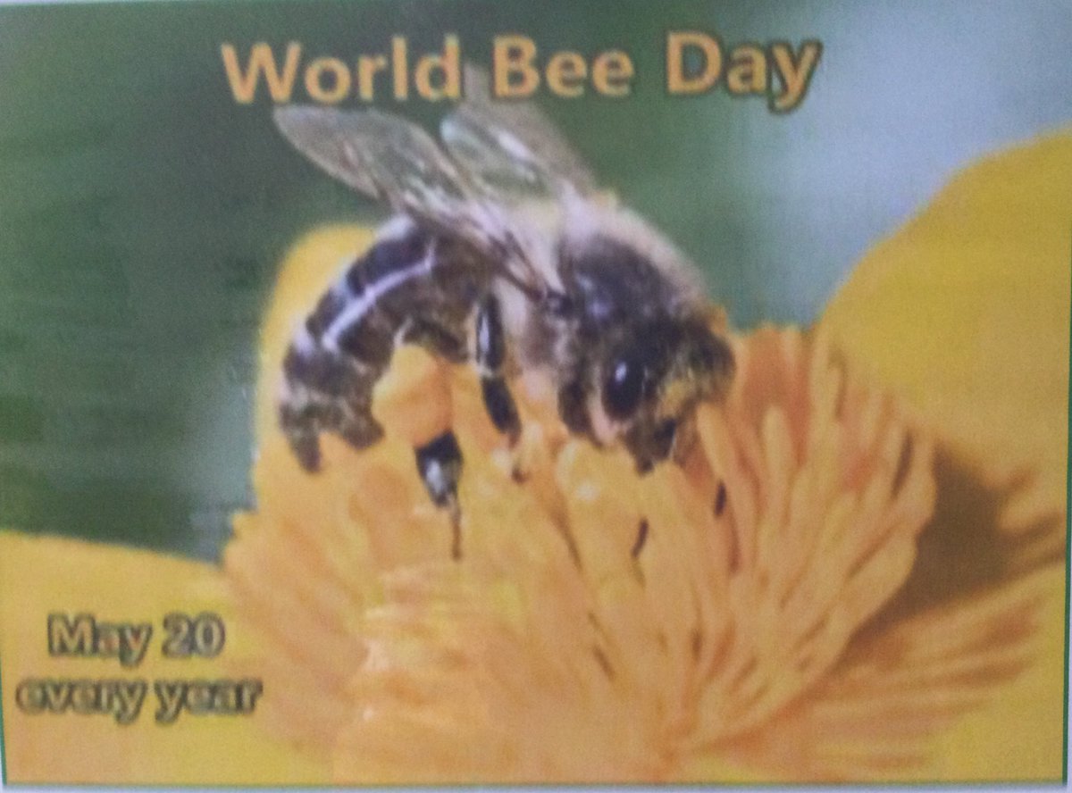World Bee day was embraced to learn about how important they are to our ecology. Patients engaged in colouring, making pictures and word searches.@SomersetFT @nicolamayer @NormaCoombes #busybees