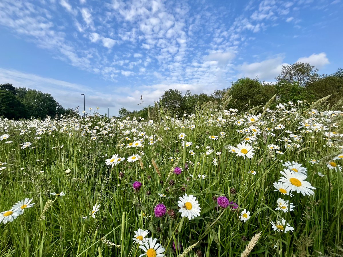 From roundabout to red clover, ☘️ overtaking to ox-eye daisies. 🌼 Just five years ago this half-acre site was buried under tarmac. Today, on #WorldBeeDay, Whipps Cross Meadow is abuzz with pollinators, ablaze with colour, and a part of #EppingForest 🐝🌳 #bee @wfcouncil #bees