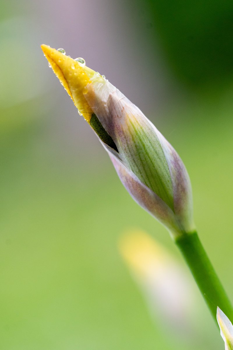 tinablue1089's tweet photo. Emerging beauty - A delicate bud adorned with raindrops, poised to bloom.  

#naturephotography #macrophotography #naturelovers #springblossoms  #raindrops #naturebeauty https://t.co/JrB5G9Jb1z
