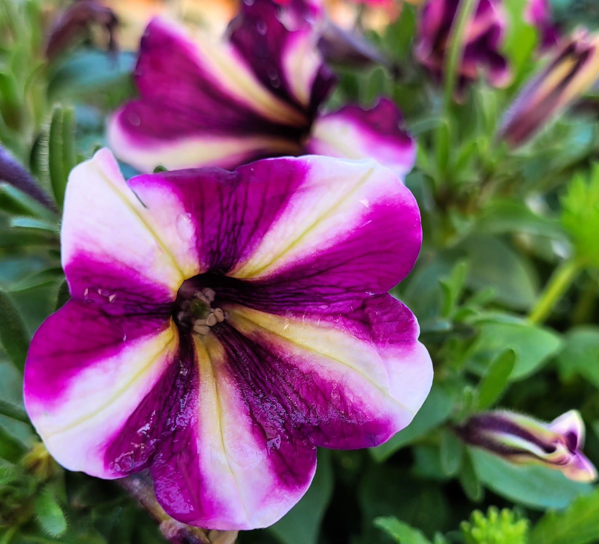 Good Monday Morning🌅... Time for coffee to get the week started☕️ Memorial day weekend coming up this weekend...
#MagentaMonday #MondayFlowers  #GardeningTwitter #Flowers #FlowersOfTwitter #GardenLife  #FlowerGardening #FlowersOfX