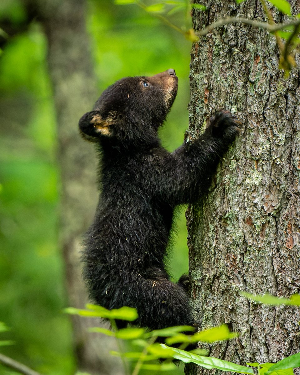 Climbing trees is fun... Black Bear cub #photography #naturephotography #wildlifephotography #thelittlethings
