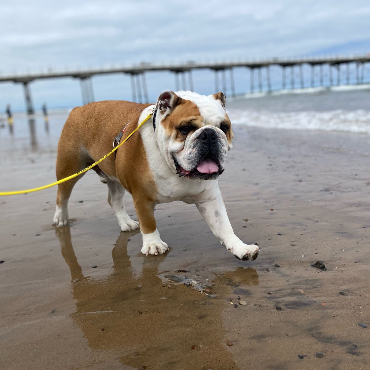 Happy #MagnificentMonday everyone, I’ve had fish & chips for lunch and a run in the sea, and on our special #DoubleSunday I’ve found out tomorrow is #TripleSunday 🐶🐾❤️ Barney #BarneyTheBulldog #DogsOfTwitter #DogsOfX #DogsOfIG #DogsOfFacebook #Bulldog #EnglishBulldog