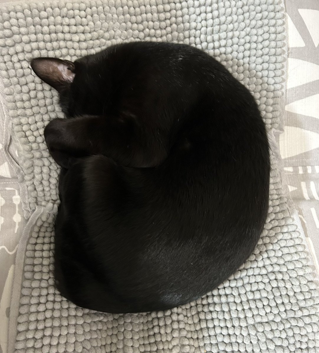 darisan9's tweet photo. 眩しいね💦
しっかりお目目隠して爆睡中💤 https://t.co/iy1CzzYsPA