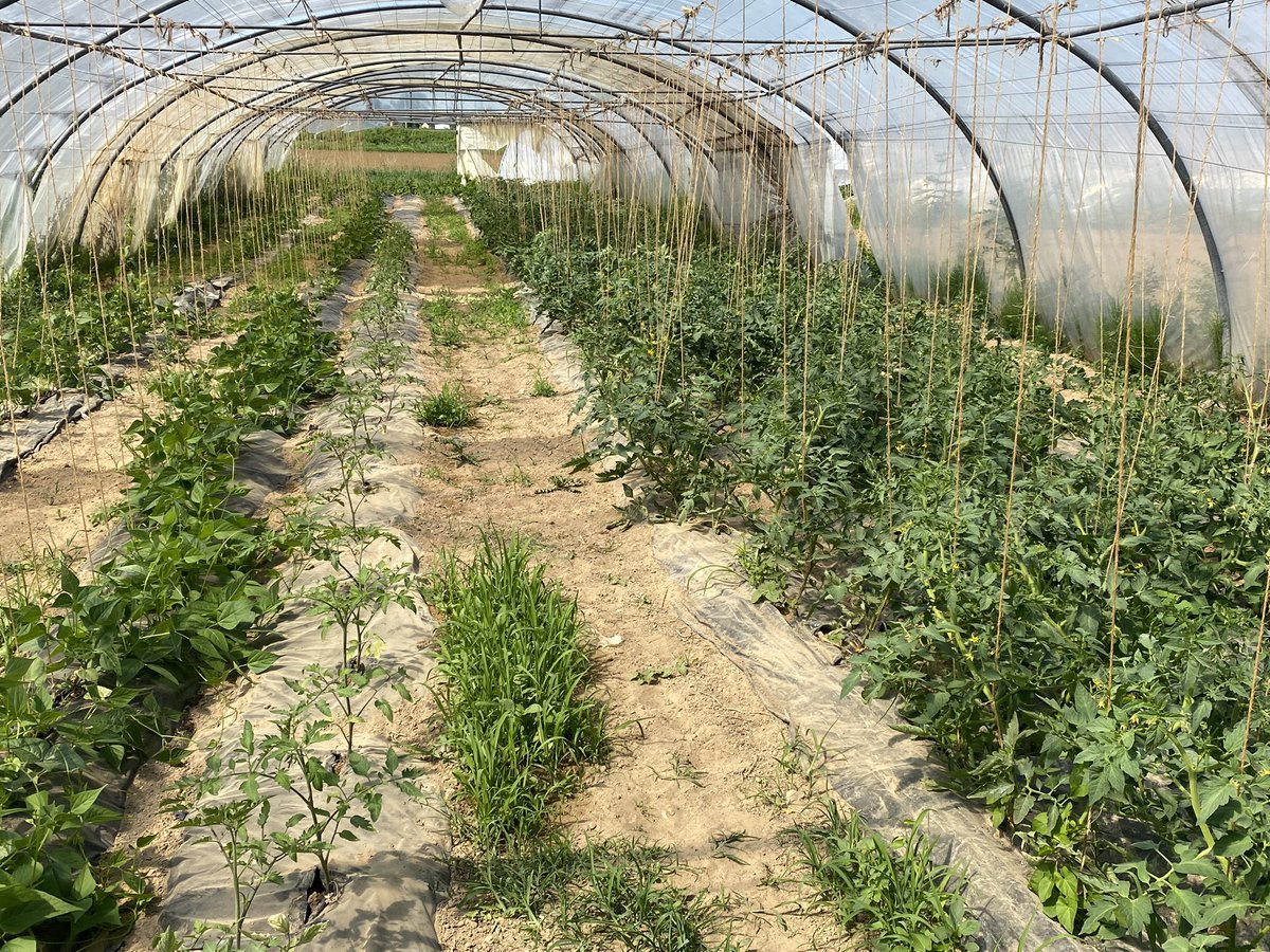 AudePocchiola's tweet photo. Silence ça pousse ! Diversification avec production de fruits et légumes de saison - Bresse châlonnaise. #produitslocaux #ventedirecteàlaferme
🍓🍓La cueillette de fraises bats son plein avec une 100aine de kg chaque jour. #navilly #chalonsursaone #fraise @Chalon_officiel @lejsl https://t.co/IiJqwaI4Fq