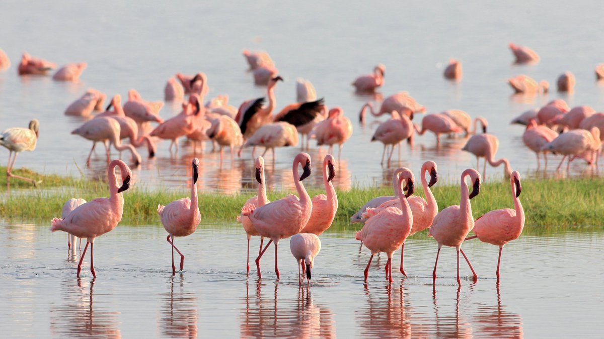 New research from @kclgeography has shown that flamingos in Africa are under threat from rising lake levels due to loss of food sources. 🦩 The study used satellite earth observation techniques to monitor key flamingo feeding lakes over two decades. 🛰️👇 kcl.ac.uk/news/flamingos…