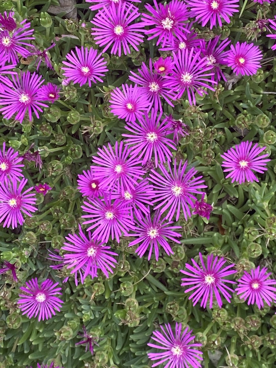 These pretty blossoms are on the Trailing ice plant, a succulent—great ground cover! #MagentaMonday #GardeningX #MasterGardener