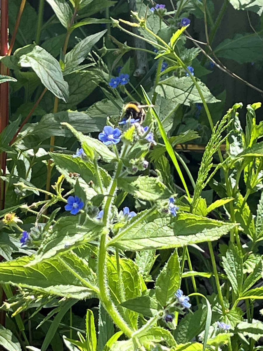 Happy 🐝 in my wild weedy garden! #WorldBeeDay