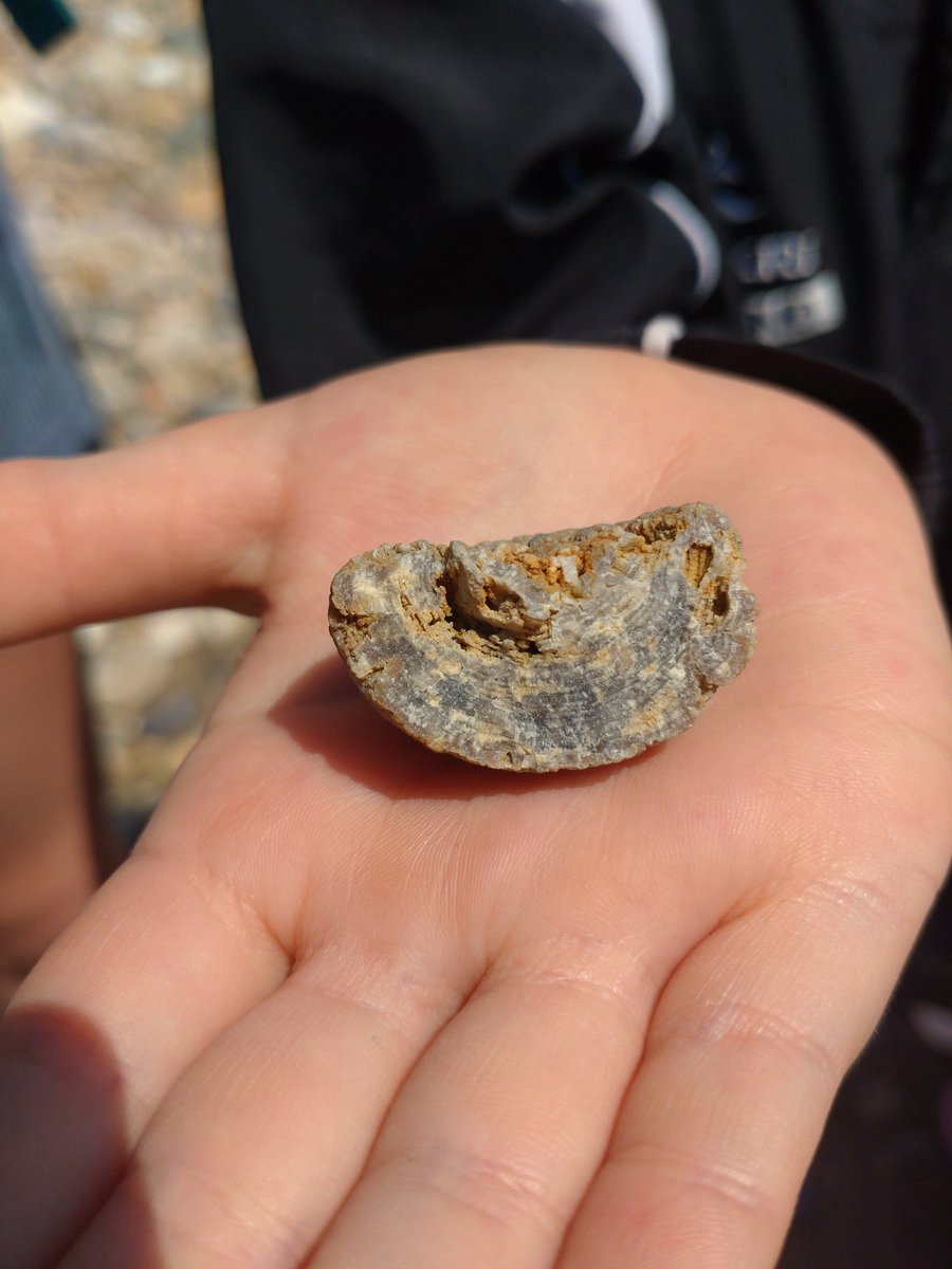 A fantastic morning session with the Year 3s of Blundell's Prep, plenty of sunshine and belemnites out there today! Some great finds in amongst them including this Cretaceous coral, great work spotting this!