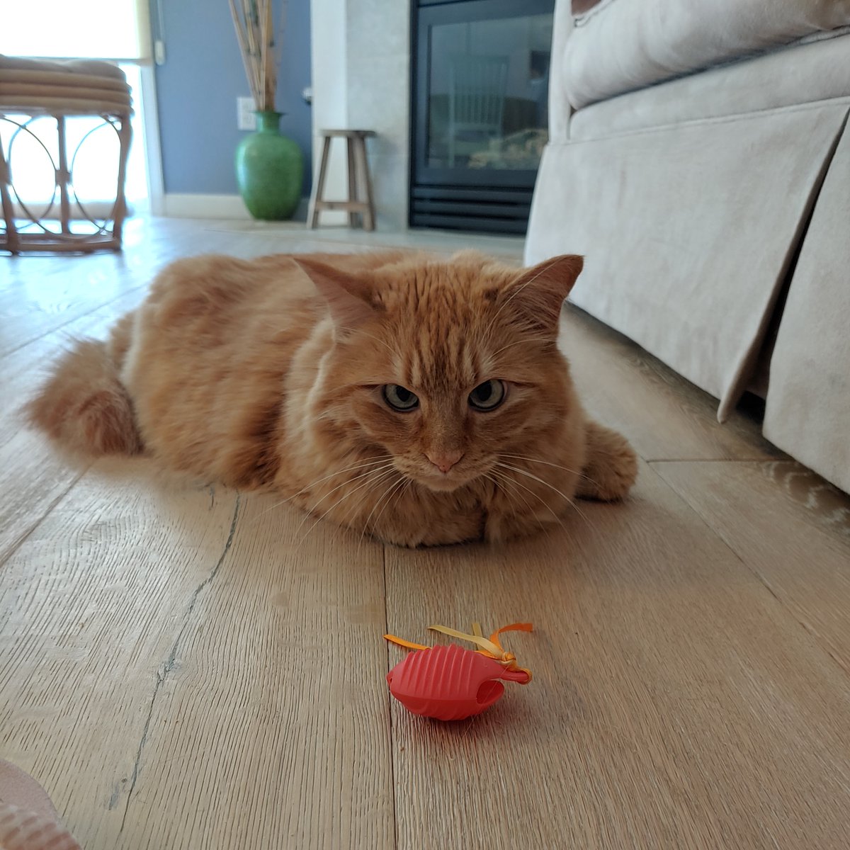 Sunny, 'Happy #KittyLoafMonday!  🍞  I'm teaching Bouncy, my bestie, how to bake a loaf.'  ☀️🐇🐈🧡🍞

#gingercats #orangecats #Cats #CatsOfTwitter #CatsOnX #catlife #AdoptDontShop #CatsLover