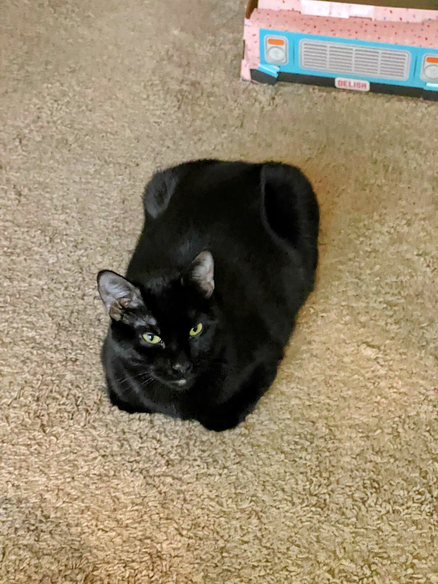 Happy #KittyLoafMonday You can see I have my grumpy face on in solidarity with the human. We hope all our fur friends & their humans have a marvelous day. - Charlie (& Bogie) #CatsOfTwitter