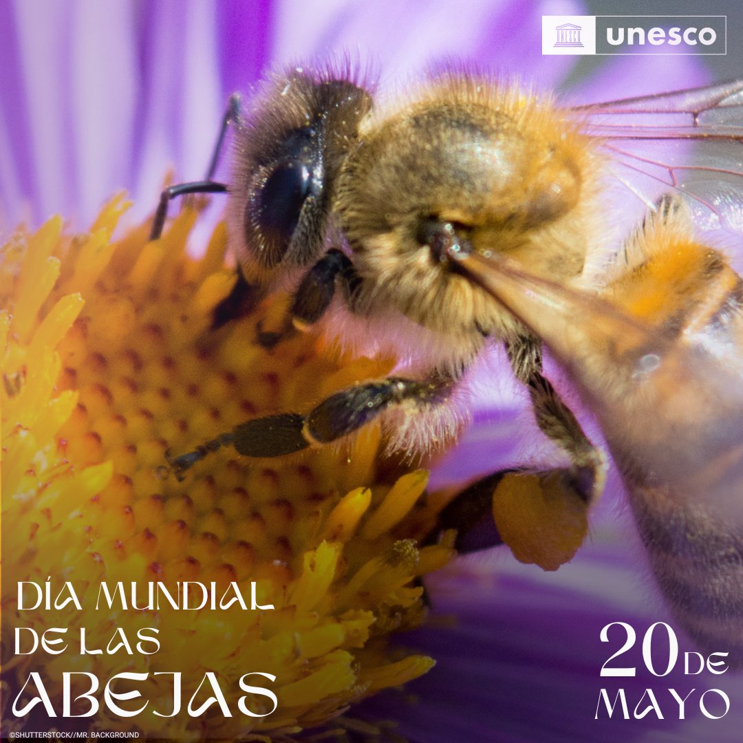 🐝 ¡Feliz #DíaMundialDeLasAbejas! 🌍 ¿Sabías que el 40 % de las especies de abejas están en peligro? Actúa #PorLaNaturaleza y protege a estos increíbles polinizadores. 🌷🌼 ¡Juntos, creemos un futuro sostenible!