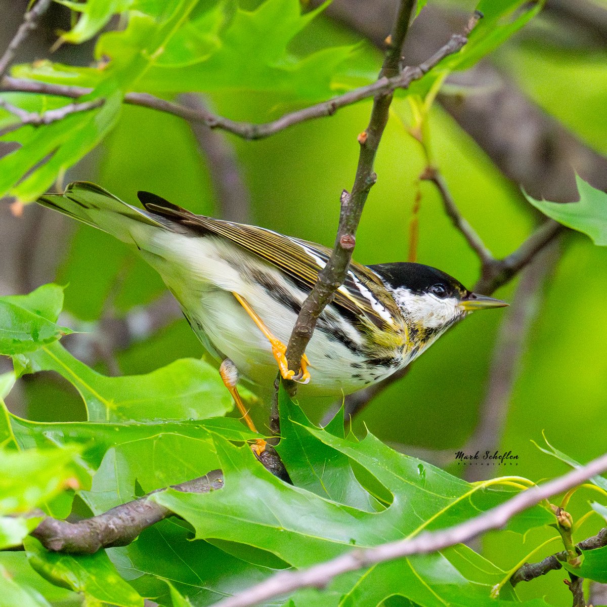 Blackpole Warbler,  Northwoods, Central Park, N.Y.C #birdcpp #TwitterNatureCommunity #birdsofinstagram #britishnatureguide #naturephotography #birdphotography #twitterphotography #wildbirdphotography #nikonphotography #NatureBeauty #nycaudubon 5.18.24