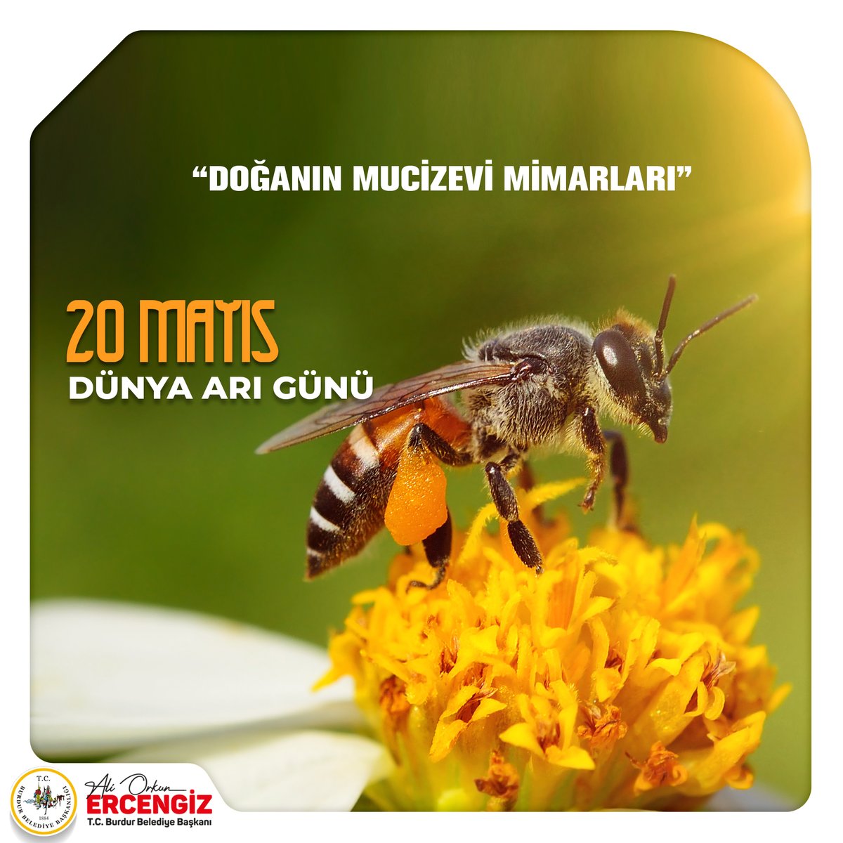 Arı varsa, hayat vardır… 🐝🐝 Yaşamımız için bu kadar kritik bir rol üstlenen arıların günü kutlu olsun. @orkunercengiz