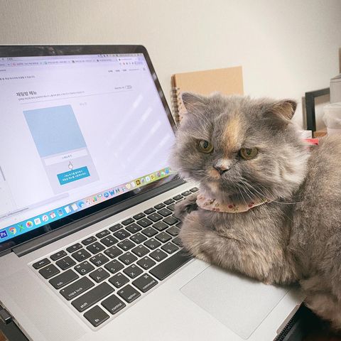 열심히 일하는 고양이