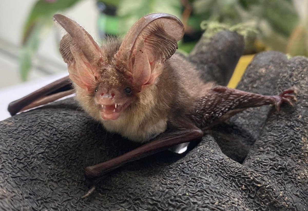 🦇BAT AMBULANCE TRAINING🦇

Interested in becoming a volunteer bat ambulance driver? Come along to our free event.

📅Saturday 8th June

🕑2pm - 4.30pm

👉Lough Neagh Discovery Centre 

To book 👇

tinyurl.com/yc2yuhfr 

#LoveBats #bats #batrescue