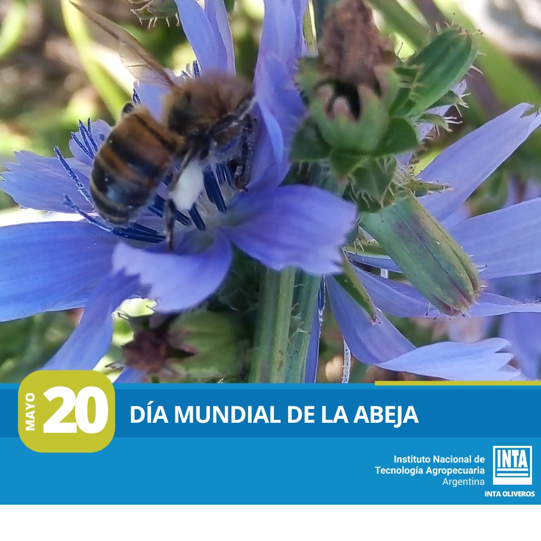 #EfemeridesINTA 🐝 En el #diamundialdelaabeja acercamos el artículo sobre “La ciudad: una oportunidad para cuidar a los polinizadores” de Ezequiel Bertozzi (INTA Casilda) 🍯 Linktree INTA Oliveros 👉 tr.ee/skBeCtjfF_