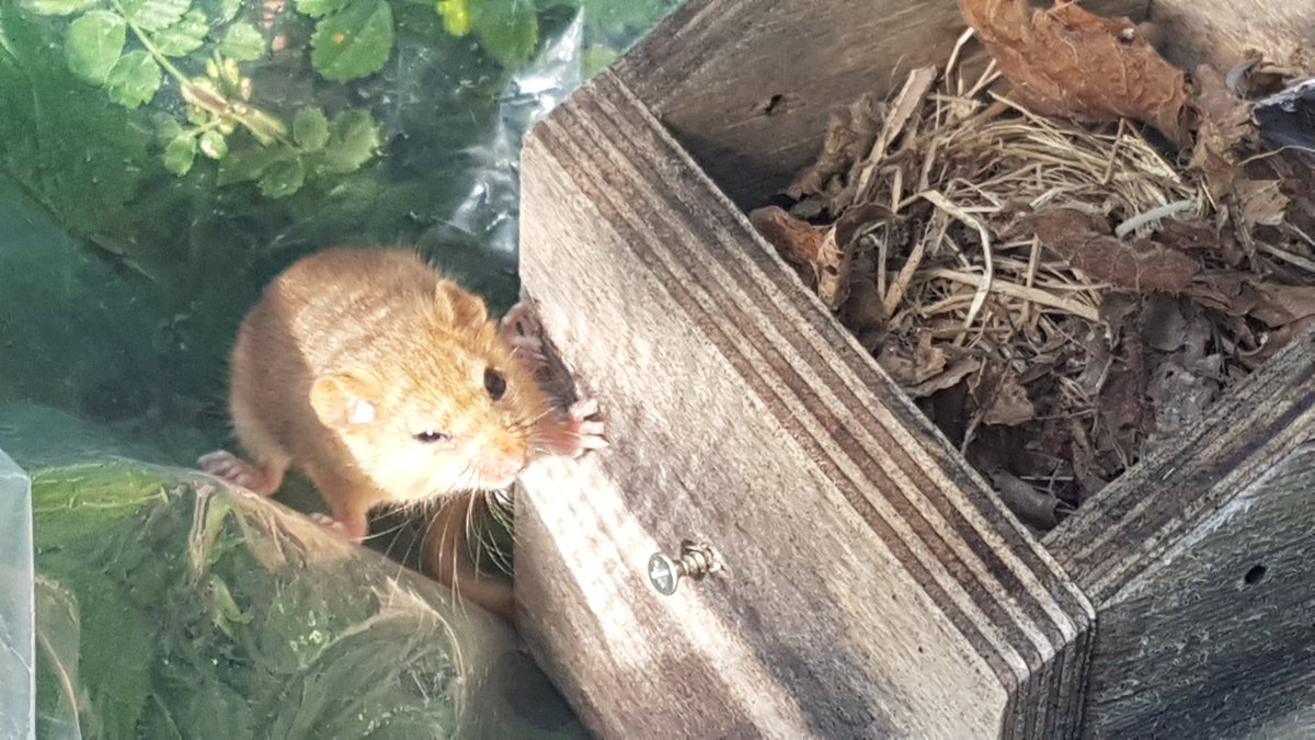 Lorna Griffiths tweet media