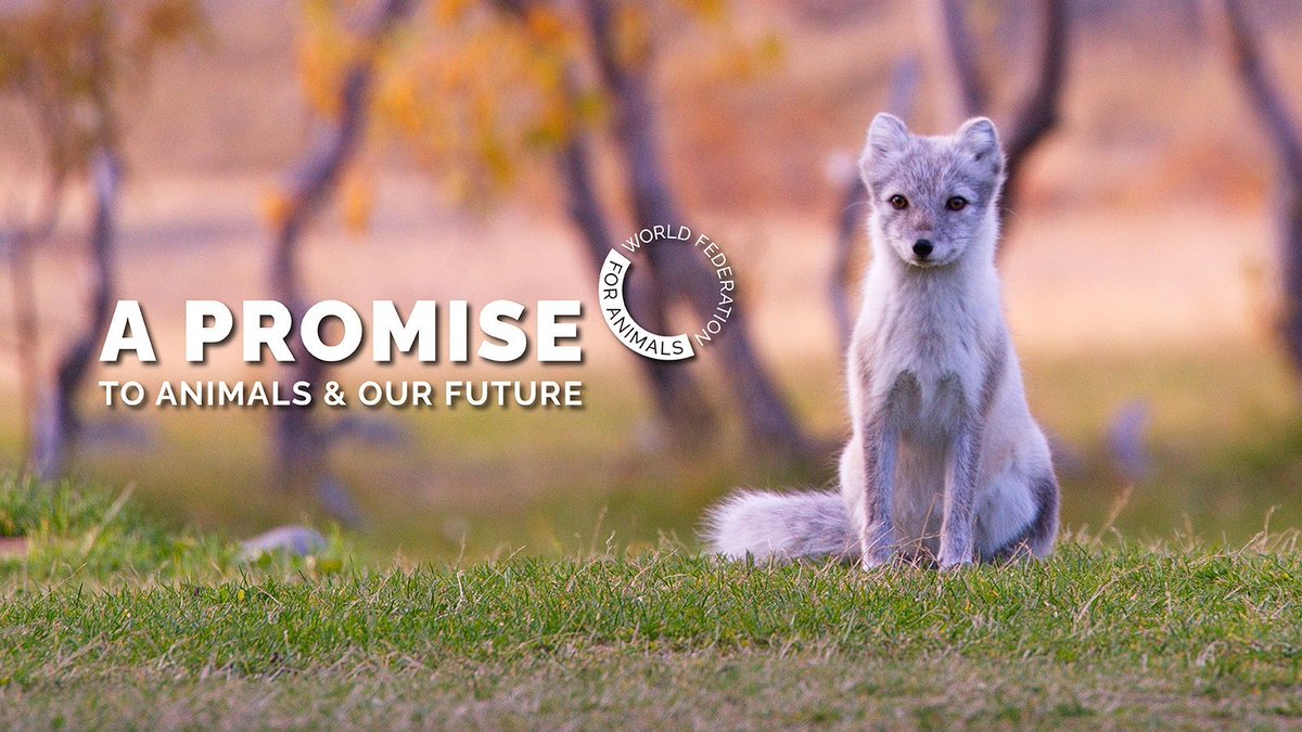 #DYK 75% of emerging diseases are zoonotic, often linked to wildlife trade & habitat destruction. Improving #AnimalWelfare & protecting habitats can help prevent these outbreaks. Together w/ @WrldFed4Animals, we're committed to a healthier planet! wfa.org/promise/