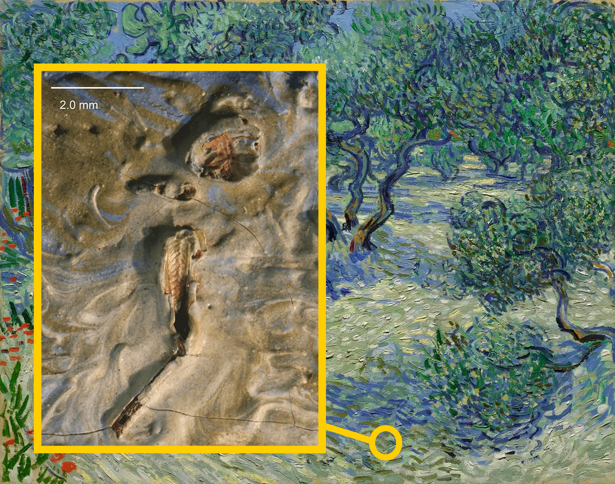 A grasshopper, invisible to the naked eye, was found entombed in Vincent's paint. 🔍 The wind likely blew the grasshopper onto his canvas.🦗 Despite the wind and the insects buzzing in the summer air, Vincent persevered and continued to paint.🖼️ © The Nelson-Atkins Museum of Art