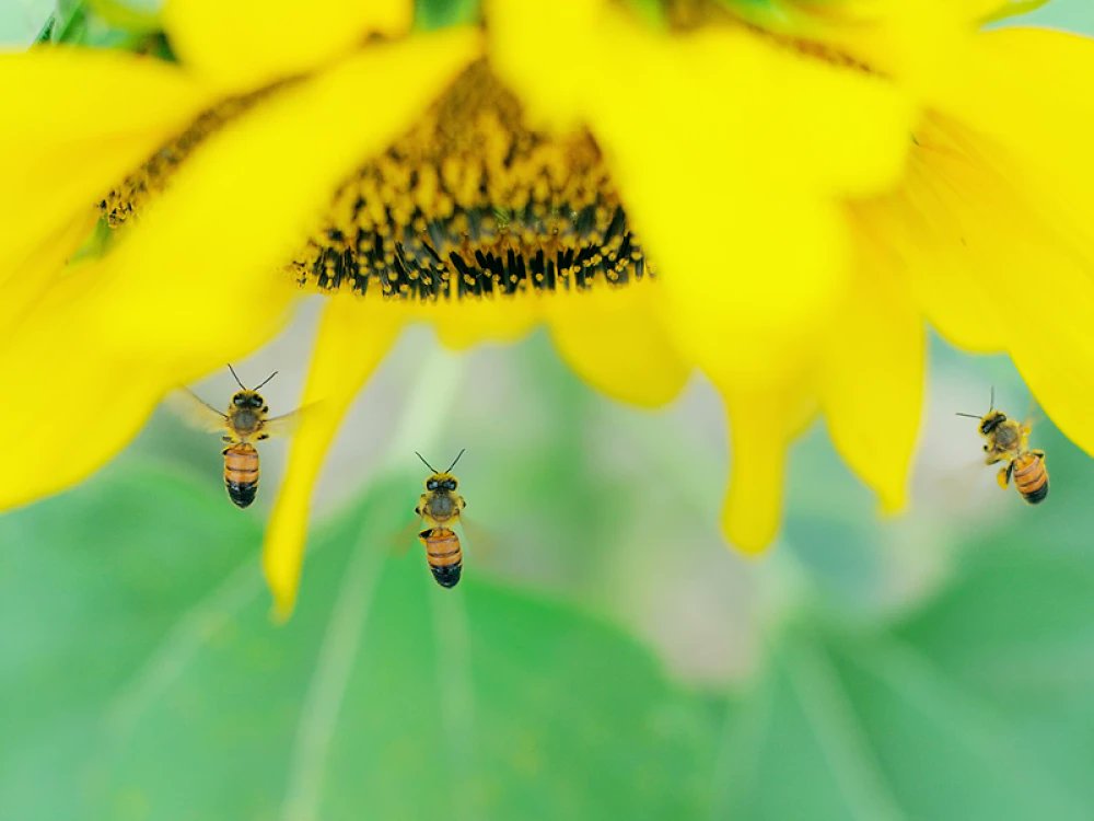 It's World Bee Day! Here's how important bees really are to our ecosystem, and what we can do to help protect them 🐝 livingnorth.com/article/travel…