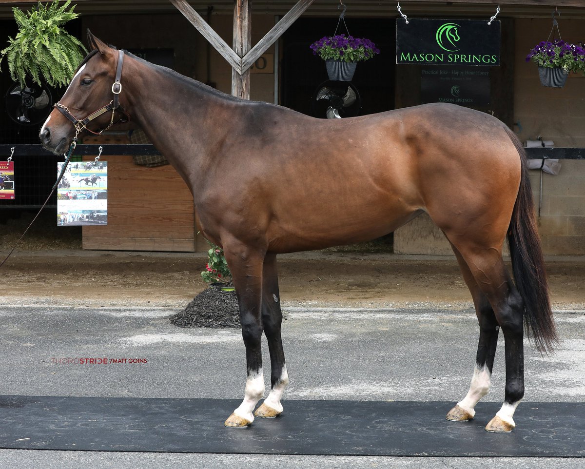 #FasigMD HIP 521 - Selling Tue 5/21 ▪️Goldencents - Closing Statement, by Blame ▪️@TrueNicks A++ ▪️Dam is a fifth-gen. Phipps homebred ▪️Dam's full sister Complicated produced MGSW Honor D Lady, G1P Simply In Front, SW Churchtown, $750k FTSAR23 yearling ▪️Consignor Mason Springs