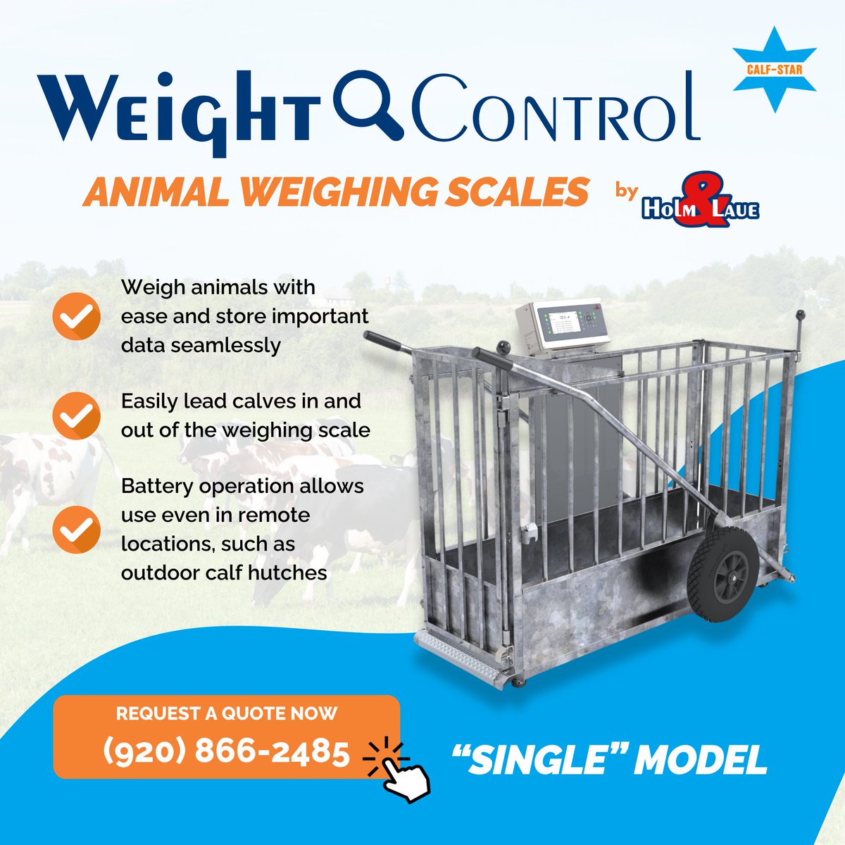 Calf Star tweet media