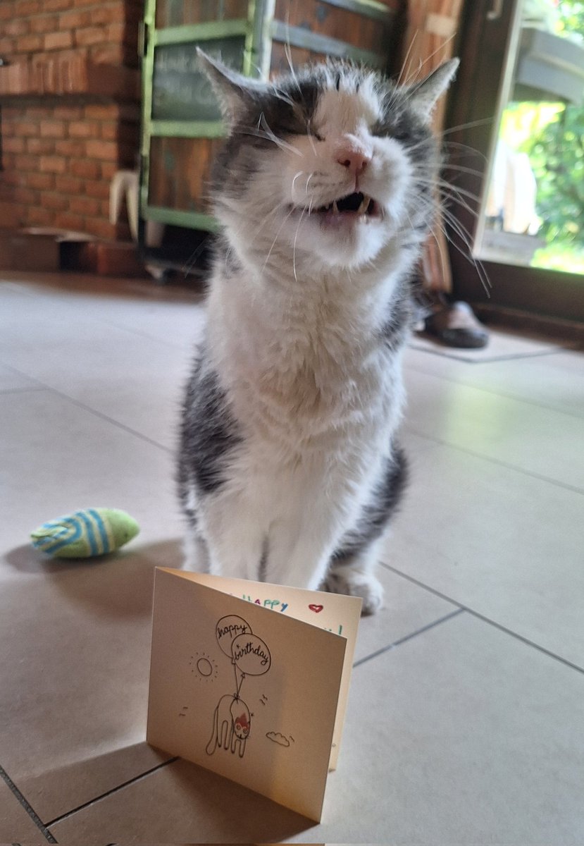 Big smile!!! 😺 The pawsome @jjthehappycat sent me this gorgeous birthday card! ❤️ Thanks for the lovely words, little sweetheart! ~Gina (Sorry I didn't see it earlier, my stupid mum didn't look in the mailbox on Saturday. 😼)

#GinasBirthdayMonth #hedgewatch #SuperSeniorCatsClub