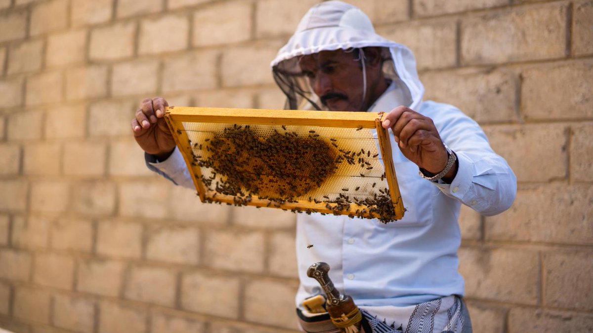 Yemeni honey has a history going far back into antiquity, tracing its origins to the tenth century BCE and gaining global fame. Read how @FAO helped upgrade honey productivity and techniques in 🇾🇪amidst challenges. 🍯shorturl.at/Pi2zr #WorldBeeDay